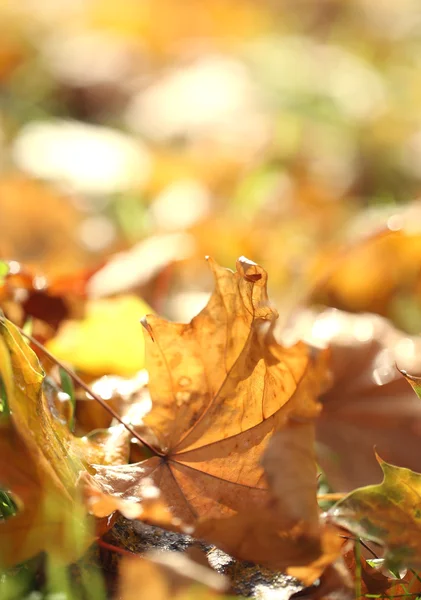 Maple leaves in park, close-up — Stock Photo, Image