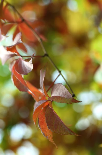 Красные листья на ярком фоне — стоковое фото
