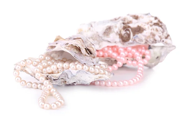 Conchiglie con perle, isolate su bianco — Foto Stock