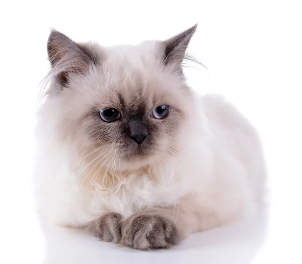 Schöne Katze isoliert auf weiß — Stockfoto