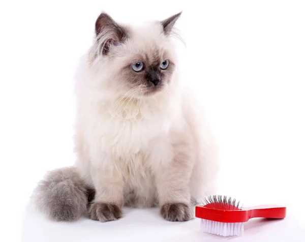 Gato bonito com escova isolada em branco — Fotografia de Stock