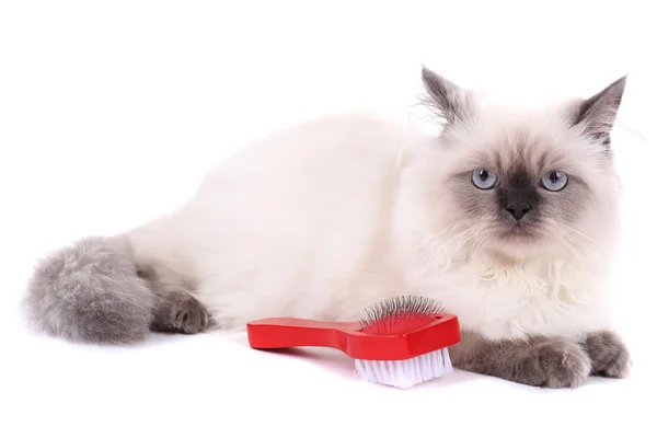 Gato bonito com escova isolada em branco — Fotografia de Stock