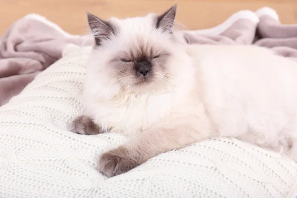 Güzel kedi odada yastık üzerinde uyuyor. — Stok fotoğraf