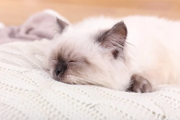 Красивая кошка спит на подушке в комнате — стоковое фото