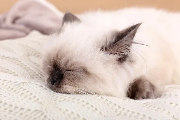 Güzel kedi odada yastık üzerinde uyuyor. — Stok fotoğraf