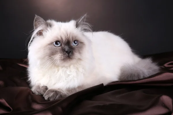 Hermoso gato sobre fondo marrón oscuro — Foto de Stock