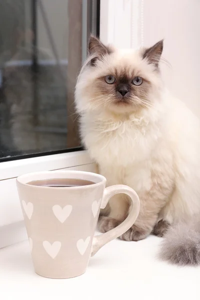 Schöne Katze sitzt auf Fensterbank im Zimmer — Stockfoto