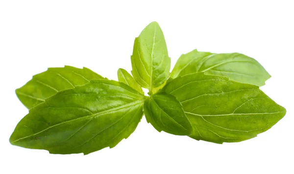 Green fresh basil, isolated on white — Stock Photo, Image