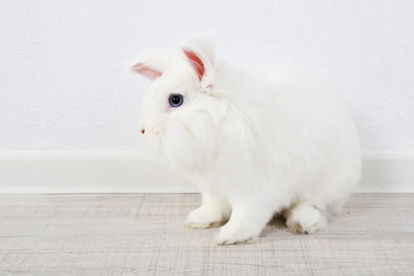 Weißes niedliches Kaninchen, aus nächster Nähe — Stockfoto