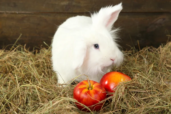 Weißes niedliches Kaninchen mit Äpfeln auf Heu — Stockfoto
