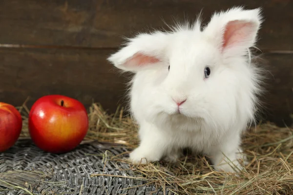 Bílý roztomilý králík s jablky na seno — Stock fotografie