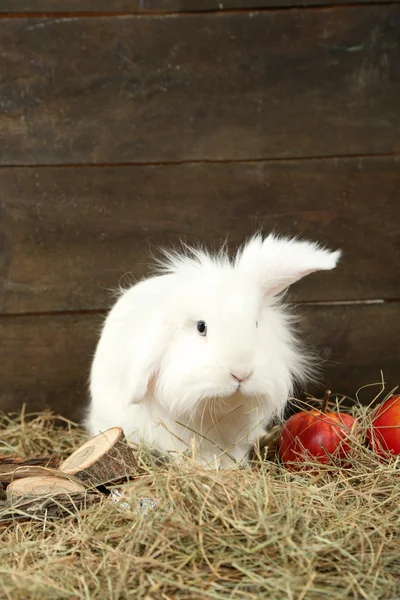干し草のリンゴと白のかわいいウサギ — ストック写真
