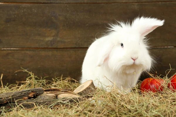 Белый милый кролик с яблоками на сене — стоковое фото