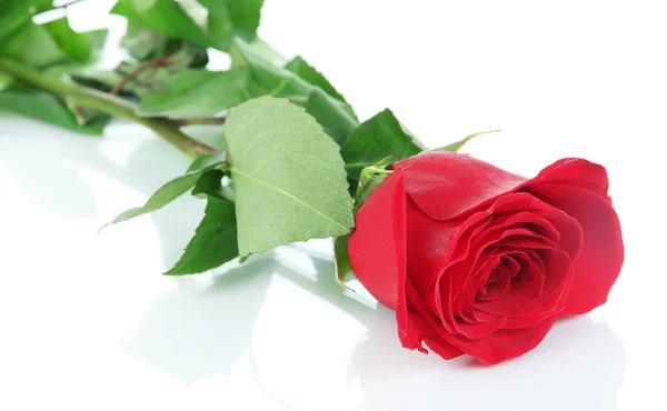 Red rose isolated on white Royalty Free Stock Images