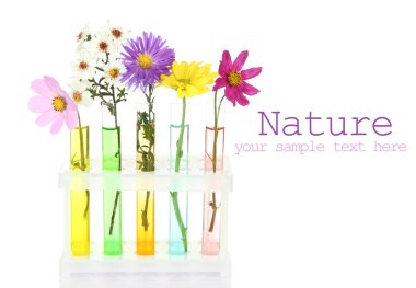 test tüpleri üzerinde beyaz izole çiçeklenir