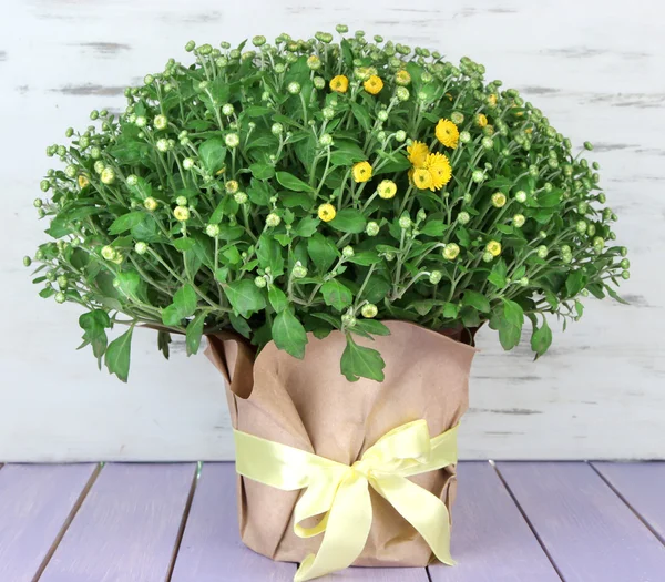 Chrysanthemum bush in pot on wooden table on wooden background — Stock Photo, Image