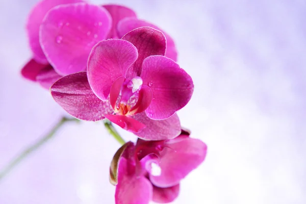 Hermosa orquídea en flor sobre fondo de color claro —  Fotos de Stock