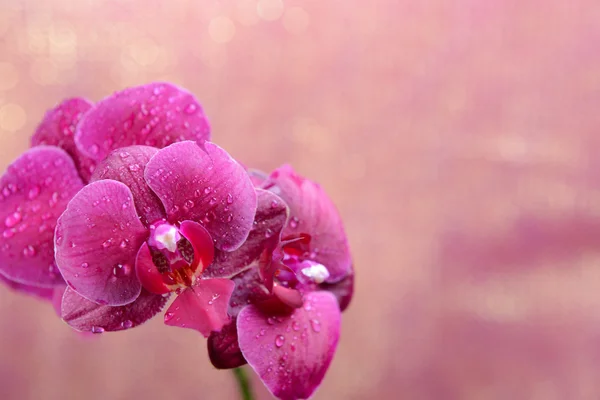 Piękne kwitnących orchidei na jasny kolor tła — Zdjęcie stockowe