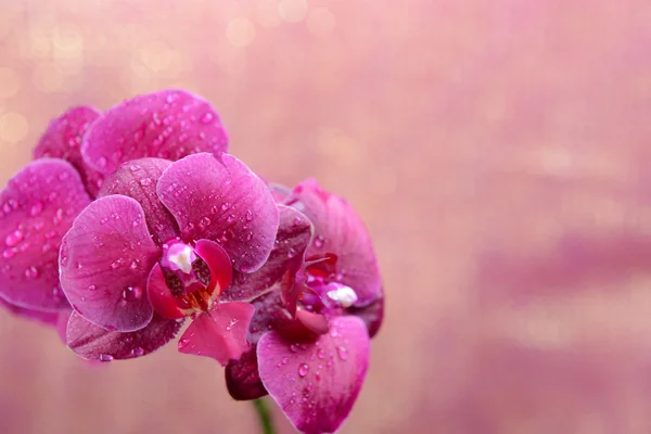 Schöne blühende Orchidee auf hellem Hintergrund — Stockfoto