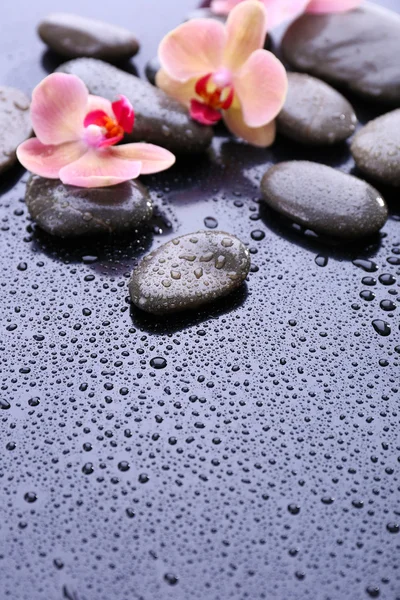 Composição com a orquídea florescendo bonita com gotas de água e pedras do spa, no fundo cinzento claro — Fotografia de Stock