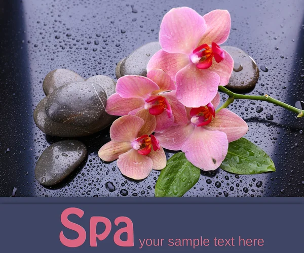 Composición con hermosa orquídea floreciente con gotas de agua y piedras de spa, sobre fondo gris — Foto de Stock