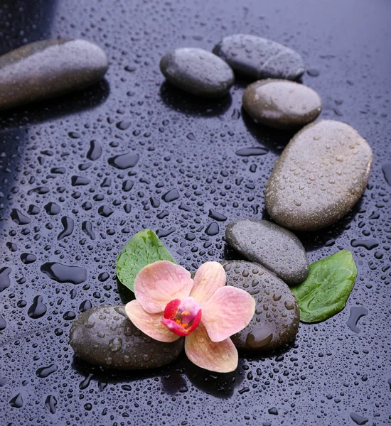 Композиція з красивою квітучою орхідеєю з краплями води та спа-камінцями на сірому фоні — стокове фото
