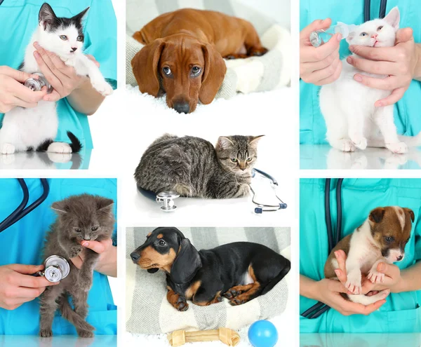 Collage van verschillende huisdieren bij dierenarts — Stockfoto