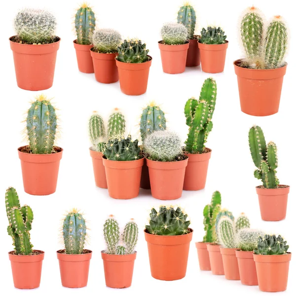 Collage de cactus, aislado sobre blanco —  Fotos de Stock