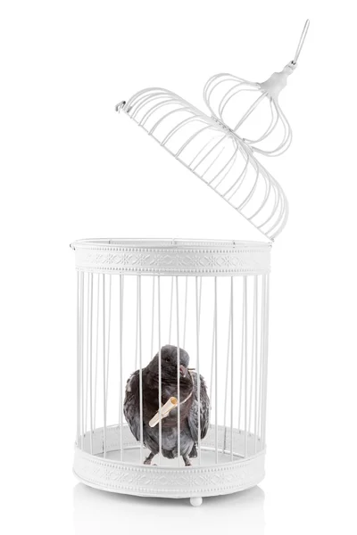 One grey messenger-pigeon in cage isolated on white — Stock Photo, Image