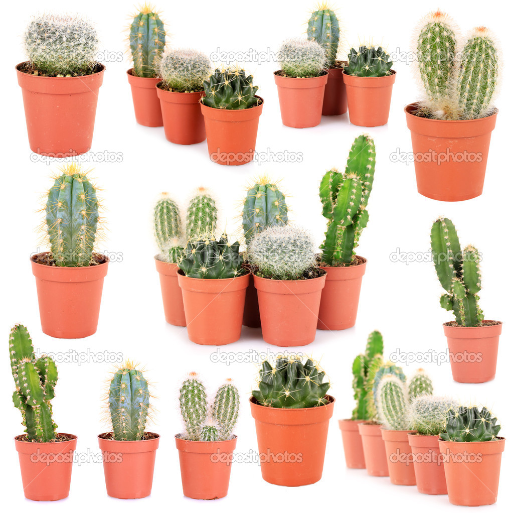 Collage of cacti, isolated on white