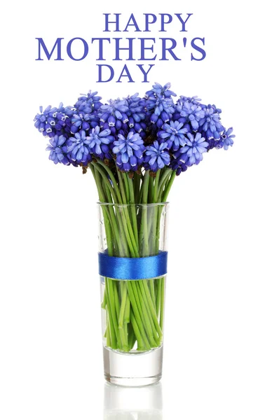 Muscari - giacinto in vetro isolato su bianco — Foto Stock