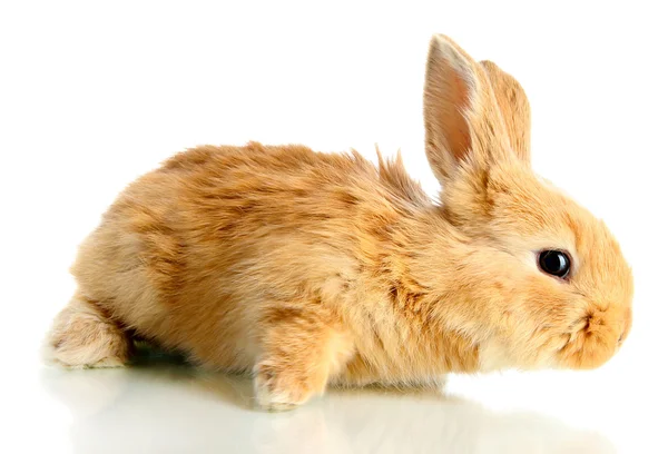 Fluffy foxy rabbit isolated on white — Stock Photo, Image