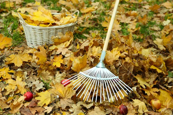 Cleaning of autumn leaves on a green lawn — Stock Photo, Image