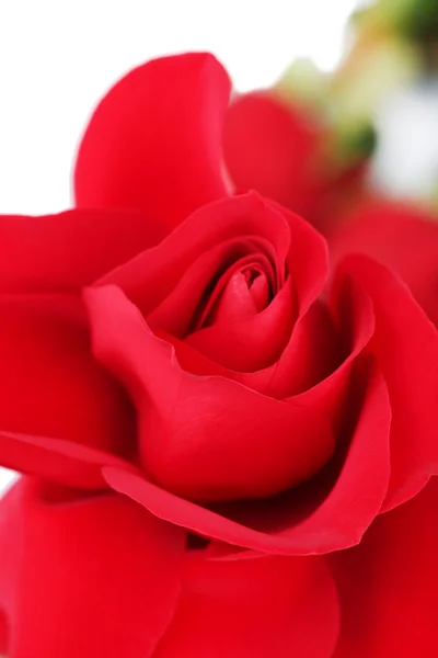 Hermosa rosa roja primer plano aislado en blanco —  Fotos de Stock