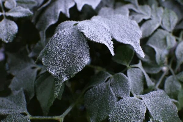 Заморожене листя крупним планом — стокове фото