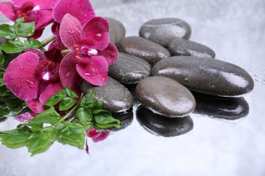 Güzel çiçek açan orkide su damlaları ve açık renk arka plan üzerinde spa taşlar ile kompozisyon