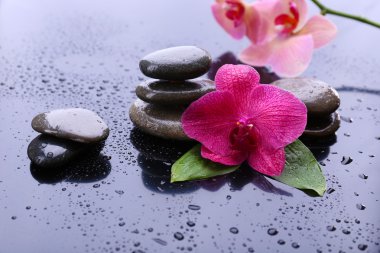 güzel çiçek açan orkide su damlaları ve gri arka plan üzerinde spa taşlar ile kompozisyon