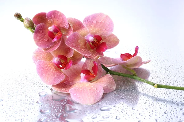 Rosa hermosas orquídeas con gotas —  Fotos de Stock