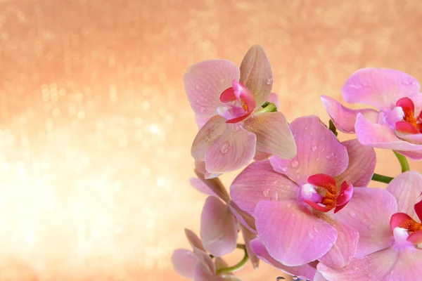 美丽盛开的兰花，在浅色背景上 — 图库照片