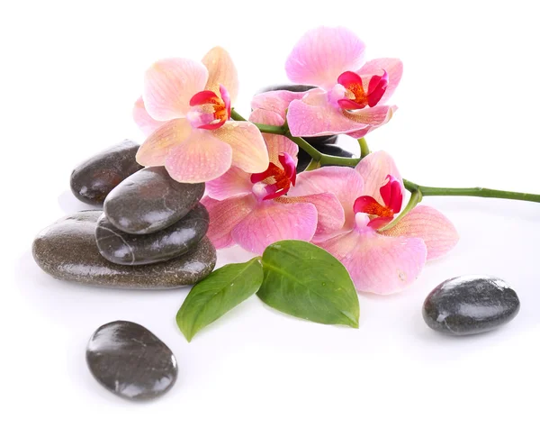 Komposition mit schöner blühender Orchidee mit Wassertropfen und Wellness-Steinen, isoliert auf weiß — Stockfoto