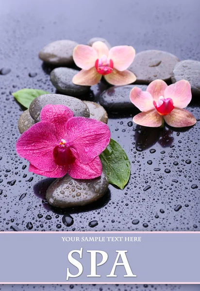 Samenstelling met prachtige bloeiende orchidee met waterdruppels en spa stenen, op grijze achtergrond — Stockfoto