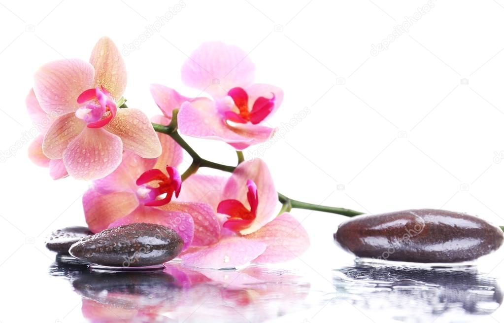 Composition with beautiful blooming orchid with water drops and spa stones, isolated on white