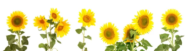 Girasoles aislados en blanco —  Fotos de Stock