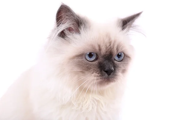 Kucing cantik diisolasi dengan warna putih — Stok Foto