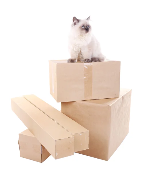 Hermoso gato con cajas aisladas en blanco — Foto de Stock