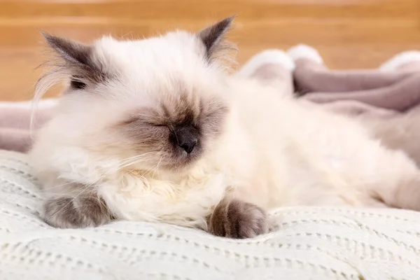 Bellissimo gatto dorme sul cuscino in camera — Foto Stock