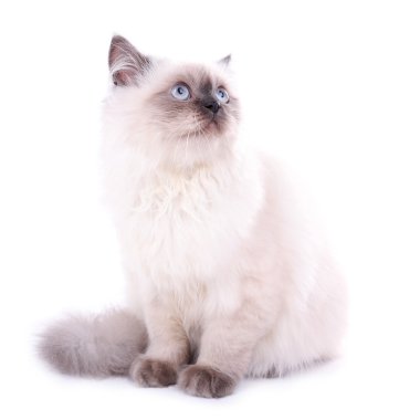 Güzel kedi bembeyaz