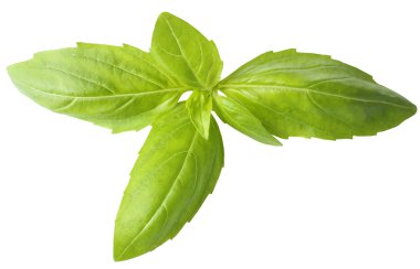beyaz izole yeşil taze fesleğen