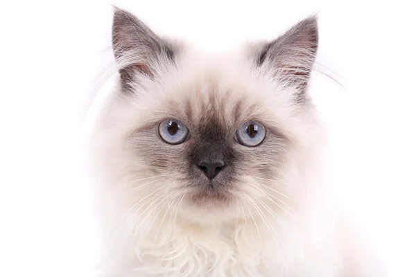 Beau chat isolé sur blanc — Photo