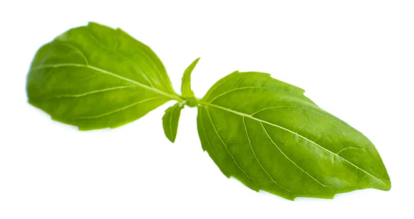 Green fresh basil, isolated on white — Stock Photo, Image